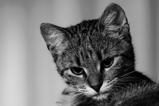 12 juli: Overlast van katten(poep)