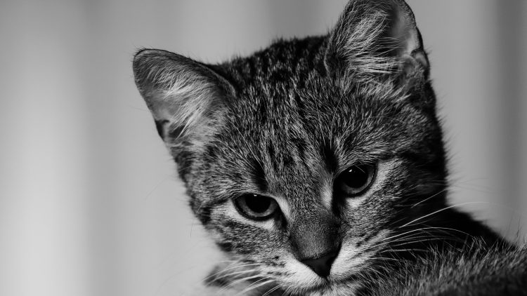 12 juli: Overlast van katten(poep)