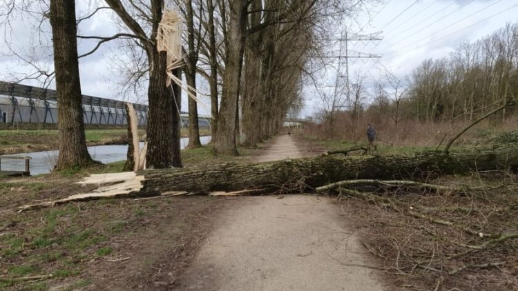 24 feb 2022: Gemeente sluit pad in wijkpark Maarssenbroek tijdelijk af, te gevaarlijk na de storm